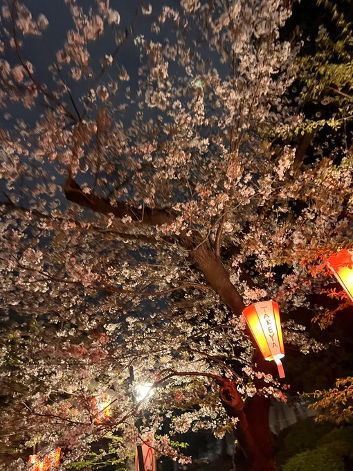 ぴーすふるな夜桜四重奏飲みの中で女の子に左ボディをもらって悶絶の春。 