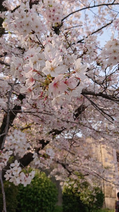 大阪城🏯〜西の丸庭園〜今日も遠出を諦めて近場で🌸🐵毎度有難い環境やなと思う向かった先にはイケメンが…コンビ「三和音」さん