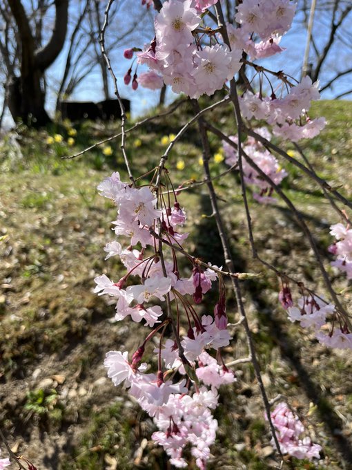 上田FSに参加して来ました!初めての場所でお天気良くて桜も満開で最高でした😊🌸また6月に!#ingress#上田FS 上田FSに参加して来ました!初めての場所でお天気良くて桜も満開で最高でした😊🌸また6月に!#ingress#上田FS