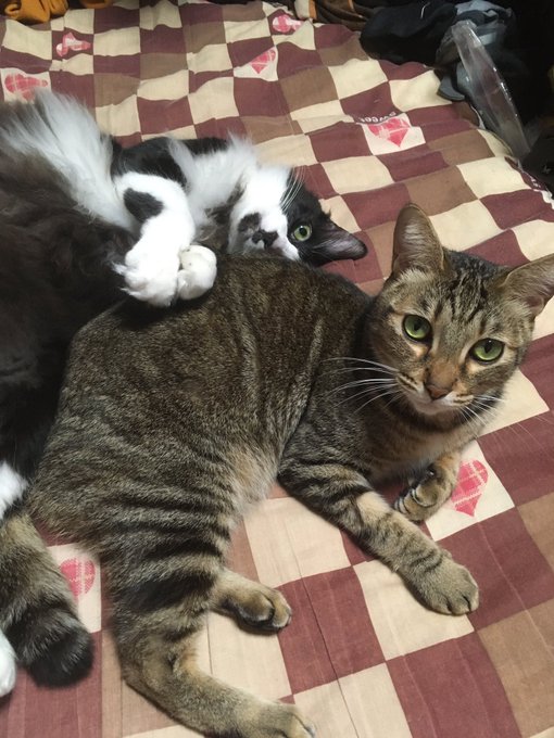 #エイプリルフールずっと人間のふりをして呟いてましたが、実は私は猫なんです。 #エイプリルフールずっと人間のふりをして呟いてましたが、実は私は猫なんです。