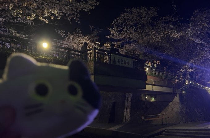 今年最初で最後の夜桜。綺麗やね😊大垣桜に浪漫の嵐。#大垣#大垣桜#夜桜#聲の形#聖地巡礼 