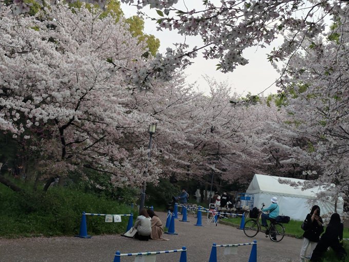 毎年この時期になると、20代の頃に何十回も見た秒速5センチメートルをスマホで聞きながら大阪城公園を散歩してます。 