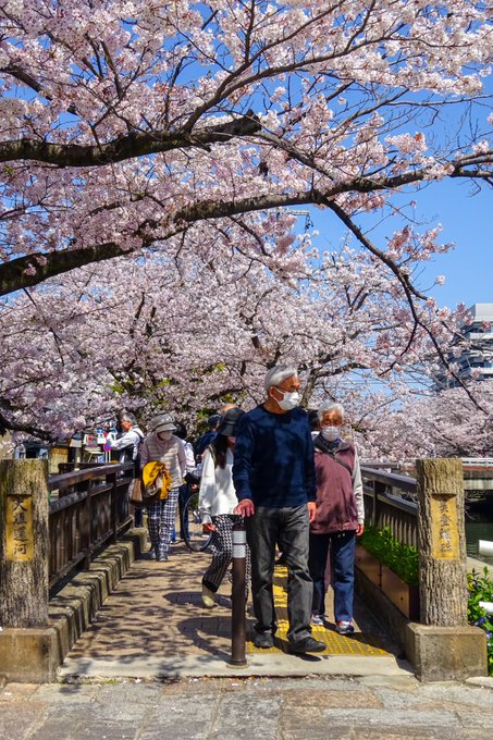 実は今年、大垣桜撮影初の美登鯉橋・無人撮影を諦めました。人多杉〜🎉 めでたくもかなしいw#大垣 #聖地巡礼 #聲の形 実は今年、大垣桜撮影初の美登鯉橋・無人撮影を諦めました。人多杉〜🎉 めでたくもかなしいw#大垣 #聖地巡礼 #聲の形