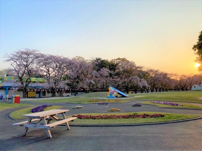 【むさしの村 桜開花情報】芝生広場の桜並木は葉桜が増えてきました😭園内各所で桜吹雪が舞っています🌸今年むさしの村でお花見