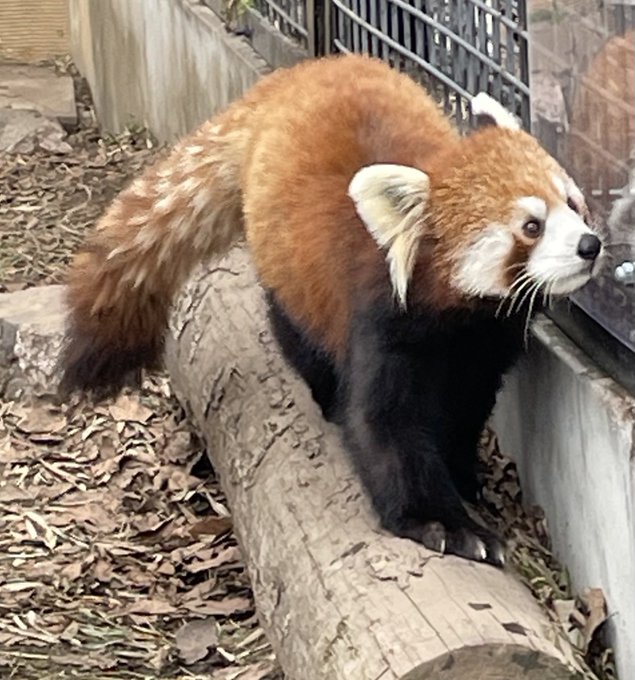 家族で旭山動物園へ行きましたアグレッシブ烈子ちゃん居ました🫰🏻💗 家族で旭山動物園へ行きましたアグレッシブ烈子ちゃん居ました🫰🏻💗