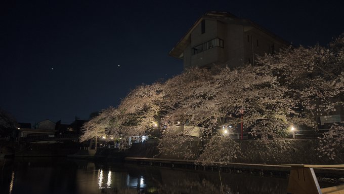 もうすぐライトオフ#大垣#大垣桜#夜桜#聲の形#聖地巡礼 もうすぐライトオフ#大垣#大垣桜#夜桜#聲の形#聖地巡礼