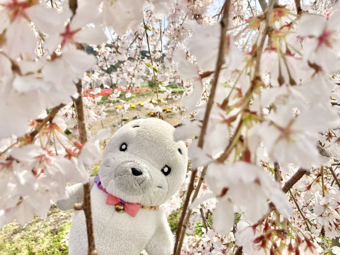 【SAKURA × ふーちゃん】写真を撮ってるとすぐ入ってくるふーちゃん🤭欲望のまま生きるアザラシふずら🦭（笑）#ゴマち