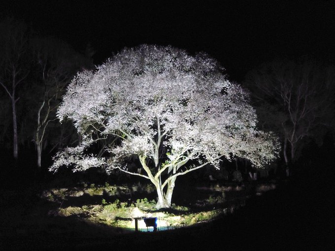 宿禰の夜桜( ╹▽╹ )#竹原 #takehara#tamayura #たまゆら 