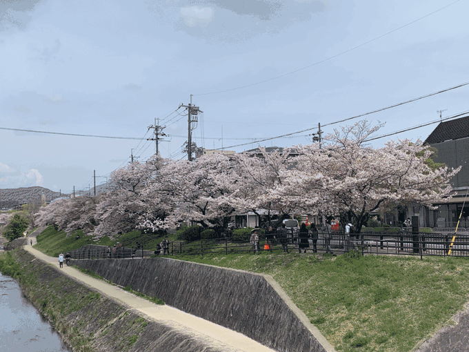 出町柳鴨川三角デルタ付近。順に、出町柳駅賀茂川沿い・下鴨神社糺の森入り口付近・高野川右岸・鴨川飛び石左岸。京都はどこの桜