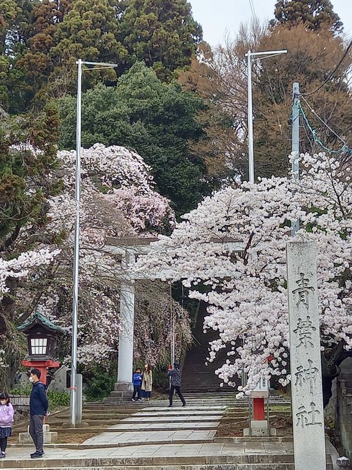 青葉神社の桜#WUG_JP 