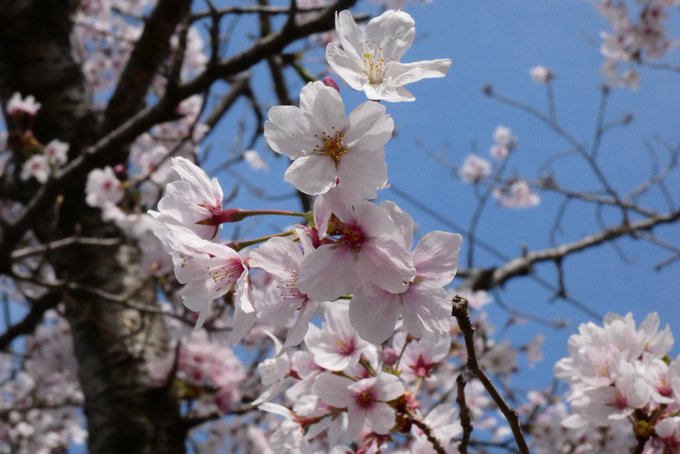 真締川公園へ桜と宇部線撮りに行ってきました。K02が走ってくれて場所は違えど『たまゆら卒業写真』の見送りシーン思い出した