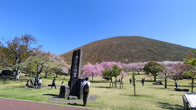 さくらちゃんも見納めなので大室山麓に行ってきましたわ。あまんちゅ！ 