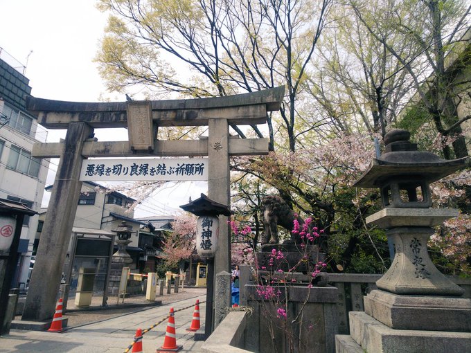 ケンティーがニセコイのヒット祈願で来た安井金比羅宮💙まだ桜が綺麗に咲いてる🌸 