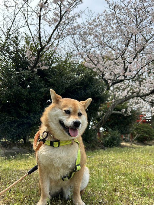 もみさんぽ２０２３三嶋神社一方宮の桜🌸柴犬もみじ🐕香川県観音寺市大野原町花稲2023/4/2#観音寺市 #香川県 #yu