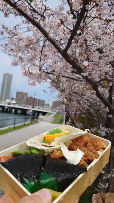 広島・京橋川沿いの桜満開＆気温23℃＆むさしの若鶏むすび＆昼から缶ビール 