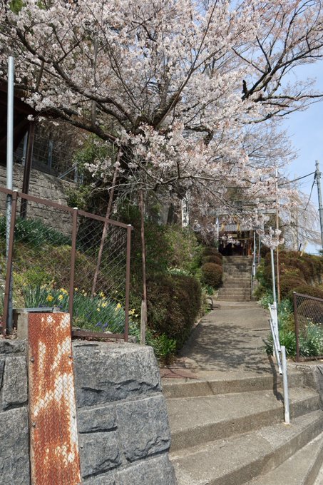咲-Saki-7巻表紙のところも桜がいい感じ 