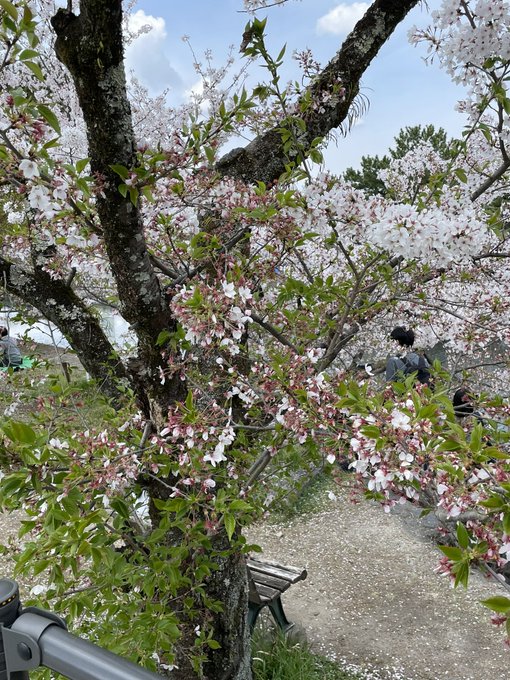 響けユーフォニアムの舞台になった、宇治にきました！桜は少し散り始めてるけど、天気よも良くて心地よいです。久美子ベンチの桜