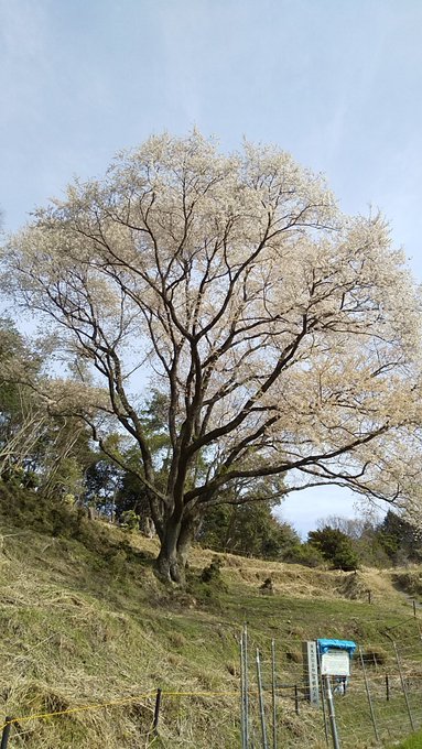 宿根の大桜。こちらも満開〜。　#たまゆら　#竹原 