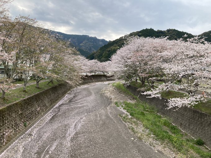 奥方を連れて大原の桜を観にきました。ばくおんでアニソンがかかってしまった(花澤香菜)ので大慌てでウタダにしました。ありが 奥方を連れて大原の桜を観にきました。ばくおんでアニソンがかかってしまった(花澤香菜)ので大慌てでウタダにしました。ありが