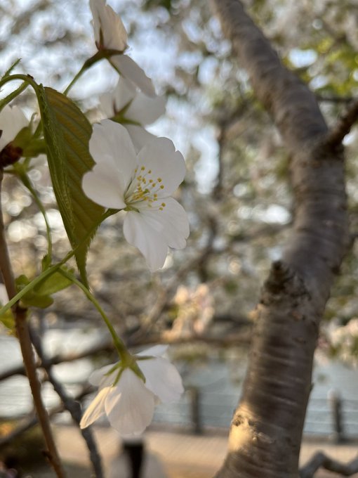桜に関係する本でおすすめあれば教えてください🌸(今パッと思いつくのは『桜のような僕の恋人』・『君の膵臓をたべたい』かな? 桜に関係する本でおすすめあれば教えてください🌸(今パッと思いつくのは『桜のような僕の恋人』・『君の膵臓をたべたい』かな?