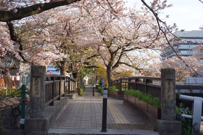 京アニ制作で映画化もされた「聲の形」の舞台である岐阜県大垣市。桜咲く時期に毎年訪れるようにはしています。川が澄んでて綺麗