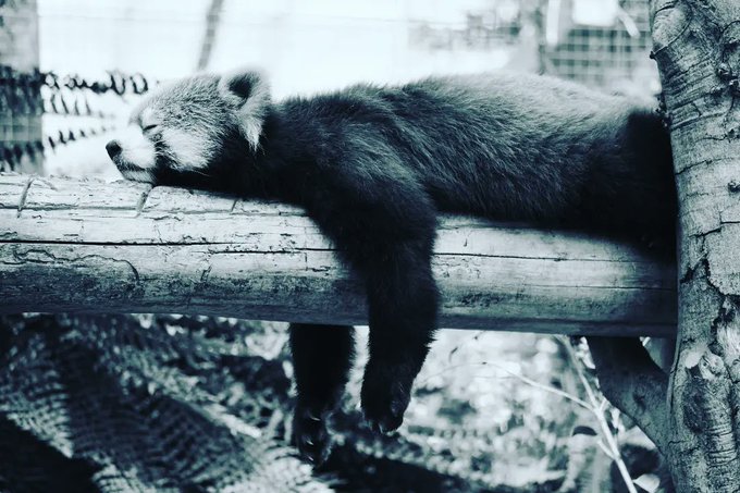 レッサーパンダ、お昼寝中🌿#神戸どうぶつ王国 #動物園#ポートアイランド #兵庫県#レッサーパンダ #redpanda#