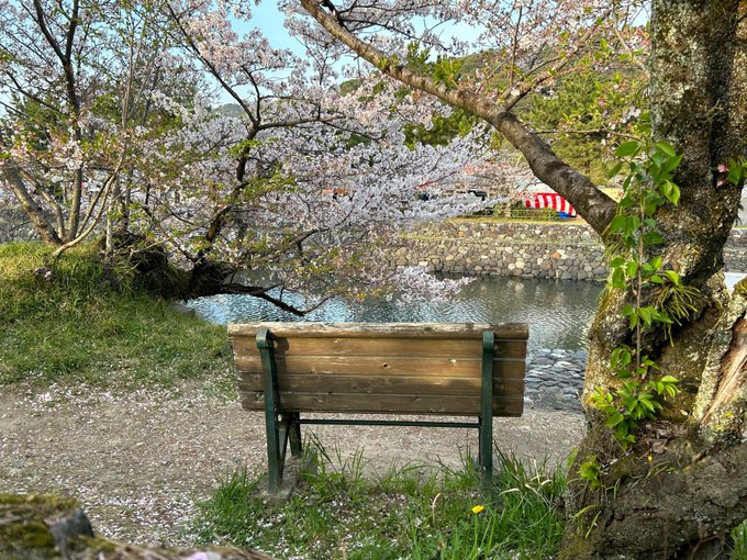 ギリギリ桜残ってました🌸 (@ 久美子ベンチ 「響け!ユーフォニアム」 in Uji, Kyōto) ギリギリ桜残ってました🌸 (@ 久美子ベンチ 「響け!ユーフォニアム」 in Uji, Kyōto)