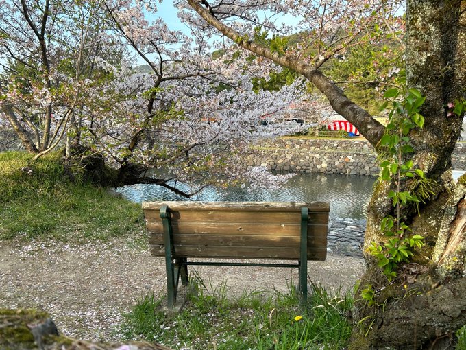 ギリギリ桜残ってました🌸 (@ 久美子ベンチ 「響け！ユーフォニアム」 in Uji, Kyōto)  