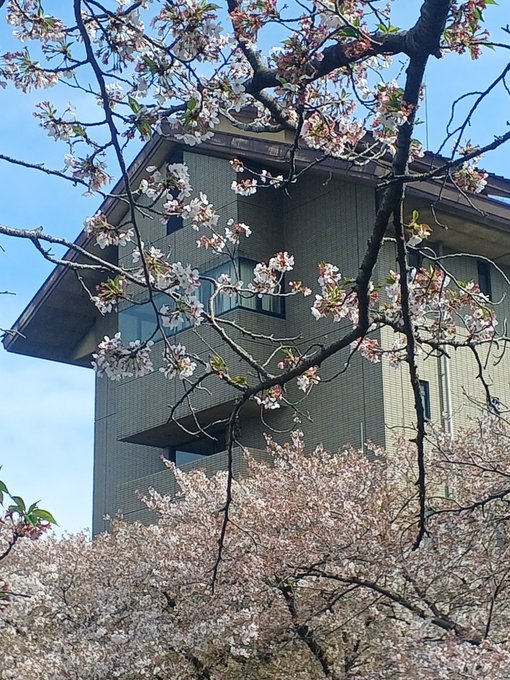 大垣市、四季の広場行ってきた。「聲の形」の舞台。桜の季節に主人公石田将也は西宮硝子と再開する。聲の形は人の心の弱さをうま