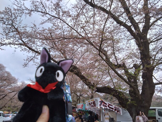 #魔女の宅急便#ジジ#ぬいと暮らす365日#ぬい撮り #ジブリ さっちゃんに誘われて印西へ花見を見に行って来ました🙂花見 #魔女の宅急便#ジジ#ぬいと暮らす365日#ぬい撮り #ジブリ さっちゃんに誘われて印西へ花見を見に行って来ました🙂花見