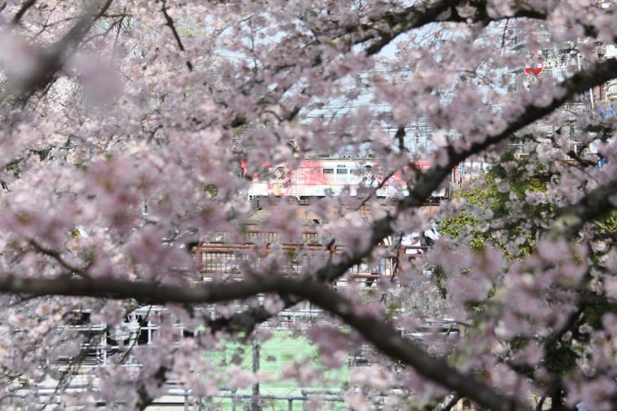 三井寺付近の琵琶湖疏水　山側から。北宇治カルテットのラッピングを1両ずつ　1・2枚目は、満開の桜を包み込むように撮影。#