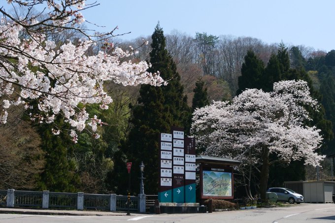 波田須と湯涌、ほぼ同じ時期に満開の桜が見れるのって…南紀と北陸では、気候違うよね。#花咲くいろは #凪のあすから 