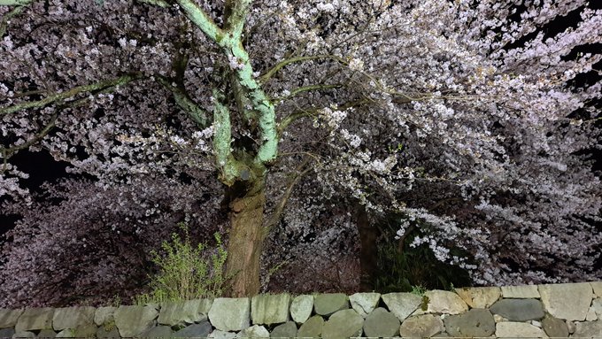 城壁と夜桜四重奏、綺麗だね🌸 