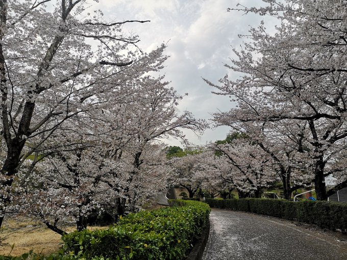  櫻子さんこんばんは🌃終わったあとに到着😅桜🌸が綺麗ね😄 