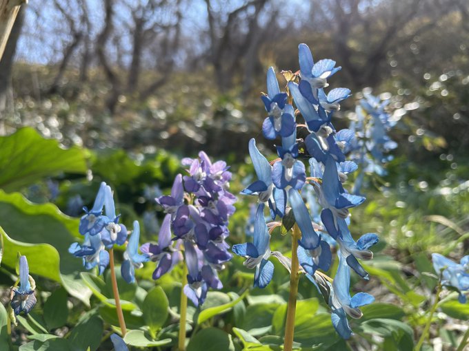 奥尻島は #エゾエンゴサクが満開です🍀やっと春です。いつもありがとう🌸 #Hokkaido #Island #JA 奥尻島は #エゾエンゴサクが満開です🍀やっと春です。いつもありがとう🌸 #Hokkaido #Island #JA