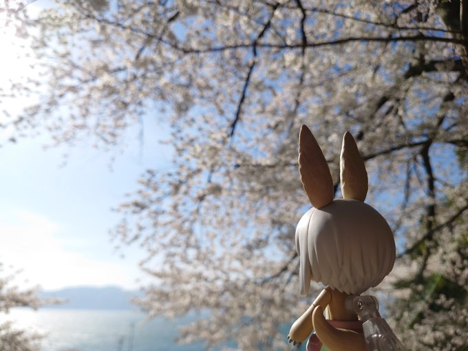 #深夜のねんどろ撮影60分一本勝負【ちゃれんじ】(フライング)片山神社の桜と琵琶湖🌸⛩️急階段にチャレンジし、制覇した人 #深夜のねんどろ撮影60分一本勝負【ちゃれんじ】(フライング)片山神社の桜と琵琶湖🌸⛩️急階段にチャレンジし、制覇した人