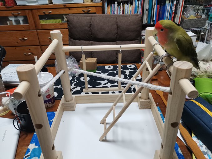 タイラーさん()のまねをして我が家にもアスレチックを導入してみました。#コザクラインコ(オリーブ)の"ころちゃん"やノー タイラーさん()のまねをして我が家にもアスレチックを導入してみました。#コザクラインコ(オリーブ)の"ころちゃん"やノー