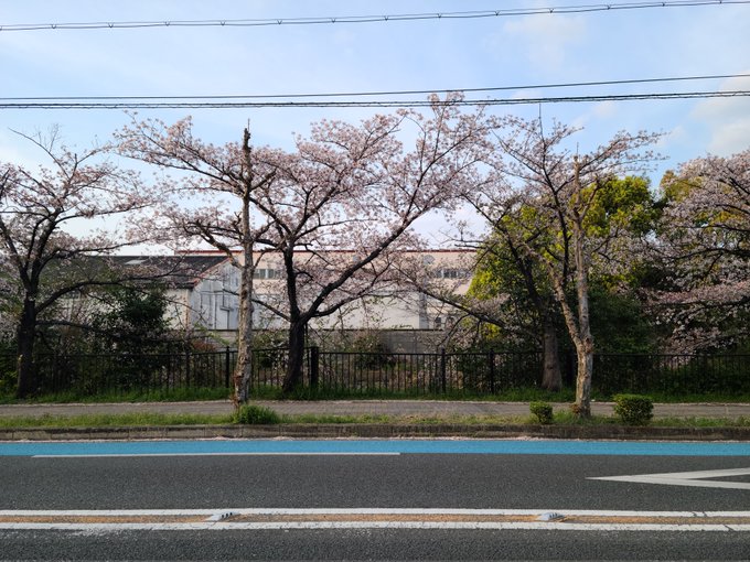【#響けユーフォニアム 聖地巡礼】25/n足を伸ばして「のぞみぞ街道」にも行きました。予定を大幅に過ぎていたが、桜の季節