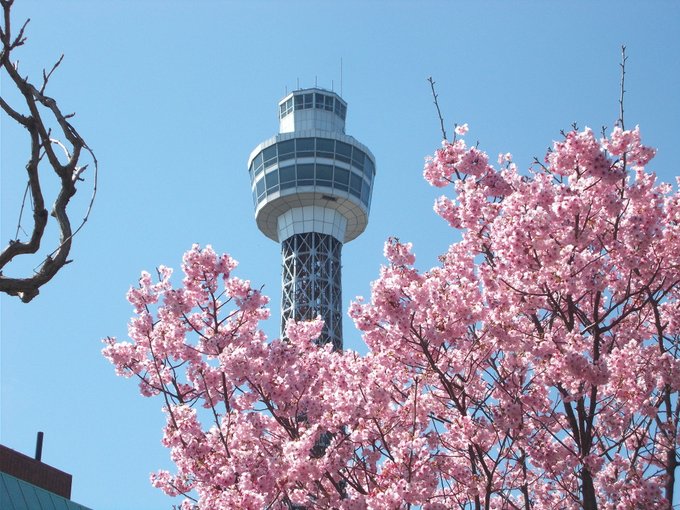 横浜の桜めぐり。金色のコルダ3&4で注目度がアップした、人形の家(天音学園のモデル)とマリンタワーの付近です。このあたり 横浜の桜めぐり。金色のコルダ3&4で注目度がアップした、人形の家(天音学園のモデル)とマリンタワーの付近です。このあたり