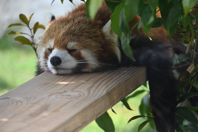 君の名は?#レッサーパンダ #天王寺動物園 #お昼寝中 君の名は?#レッサーパンダ #天王寺動物園 #お昼寝中