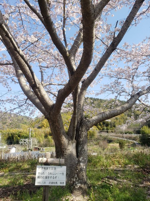 今年も竹原の桜を見に来ました。月末には同窓会イベントもありますが、さすがに散ってそうなので今日来ました。　#たまゆら 