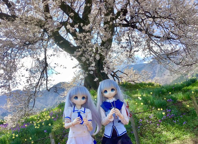 山梨県韮崎市。わに塚のサクラ。大きいなぁ♪ご注文はうさぎですか? 山梨県韮崎市。わに塚のサクラ。大きいなぁ♪ご注文はうさぎですか?