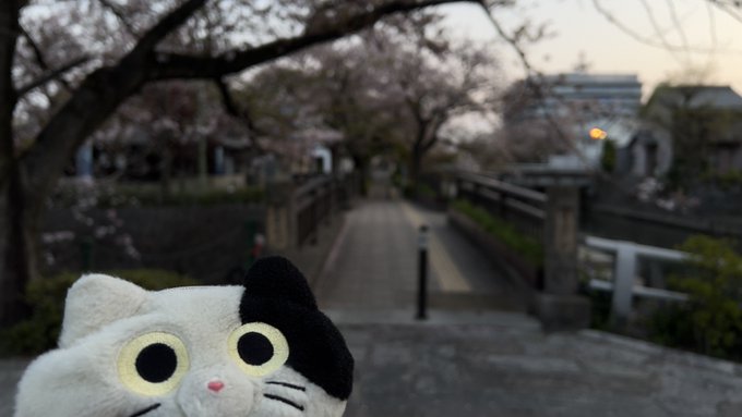 大垣、早朝散歩。桜舞う、無人の美登鯉橋。最高です!\('ω')/#大垣#大垣桜#夜桜#聲の形#聖地巡礼#聲の形聖地巡礼 大垣、早朝散歩。桜舞う、無人の美登鯉橋。最高です!\('ω')/#大垣#大垣桜#夜桜#聲の形#聖地巡礼#聲の形聖地巡礼