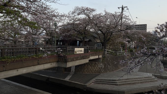 写真では分かりづらい?かな?桜はほぼ散っている…今年も大垣桜が散る…また来年。#大垣#大垣桜#夜桜#聲の形#聖地巡礼#聲 写真では分かりづらい?かな?桜はほぼ散っている…今年も大垣桜が散る…また来年。#大垣#大垣桜#夜桜#聲の形#聖地巡礼#聲