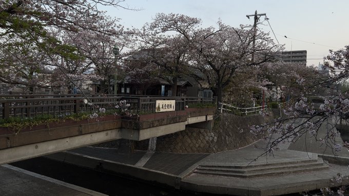 写真では分かりづらい？かな？桜はほぼ散っている…今年も大垣桜が散る…また来年。#大垣#大垣桜#夜桜#聲の形#聖地巡礼#聲