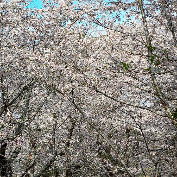 おはようございます☀4/3　月曜日今年度の仕事初め新社会人の皆さんも今日からの方多いと思います💐はじめの一歩は挨拶から🙂