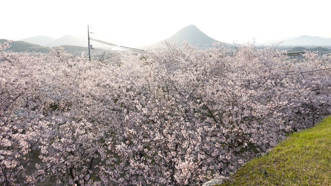丸亀城 #yuyuyu二の丸は桜の海 