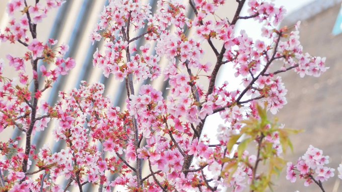 劇場版「Fate/stay night [Heaven's Feel]」より―徳島にて植樹した桜が今年も綺麗に芽吹いてい
