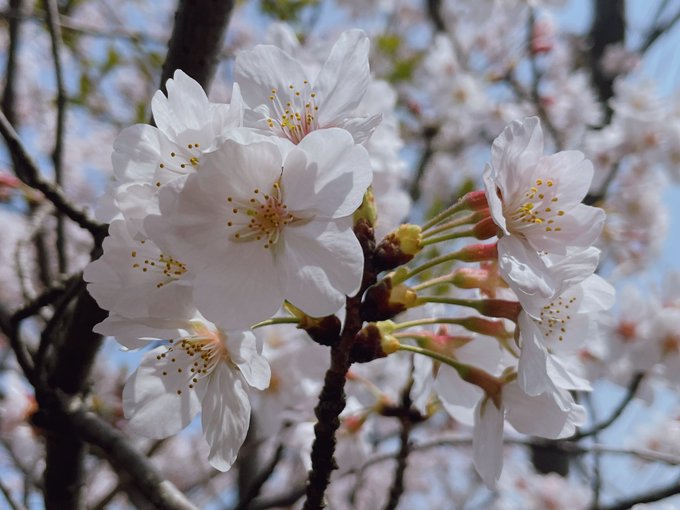 昨日君嘘前に見てきた、鎌倉の桜🌸アゲインしたいいいい😭😭😭 
