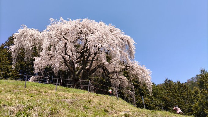 乙ヶ妻のシダレザクラ。桜も見事だしロケーションが絶品すぎた。まんが日本昔ばなしとか蟲師のギンコが現れそうなそんな風景。素